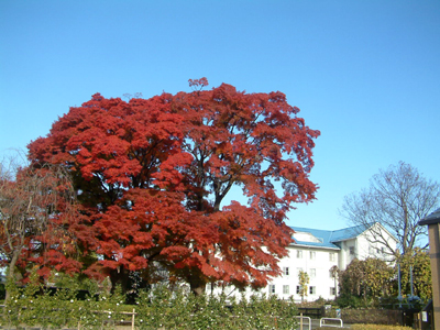 c0050264_1554377.jpg