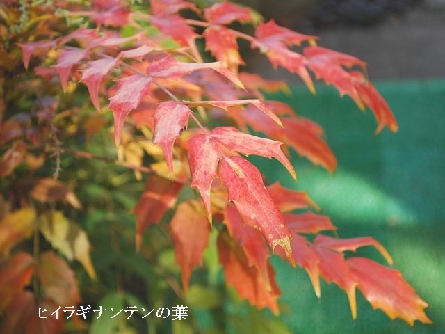 e0025300_1375975.jpg