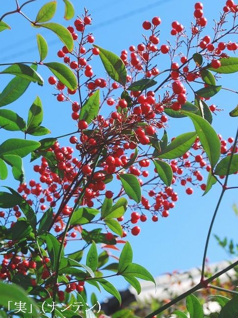 e0025300_1392513.jpg