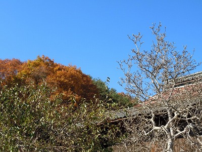 c0117007_2152752.jpg