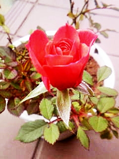 e0098908_2143081.jpg