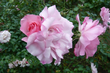 f0221708_120075.jpg