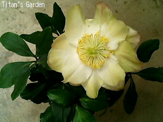 b0099813_1174566.jpg