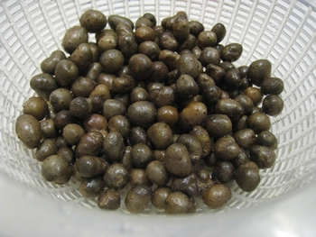 c0134734_0552719.jpg