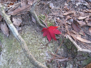 c0077338_5574235.jpg