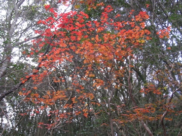 c0077338_558238.jpg