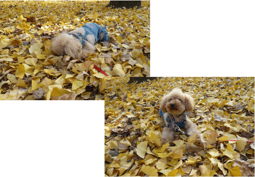 b0182846_0102999.gif