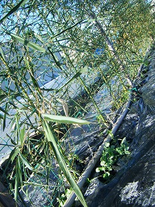 a0026567_7501576.jpg