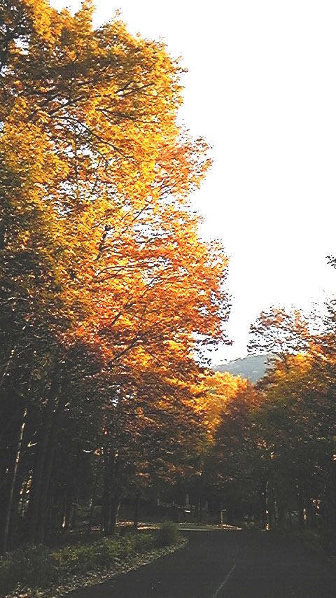 e0118274_17365175.jpg