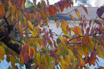 f0054677_8442169.jpg