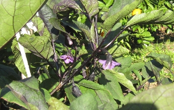 f0003283_189281.jpg