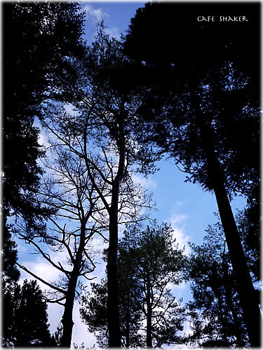e0138787_145512100.jpg