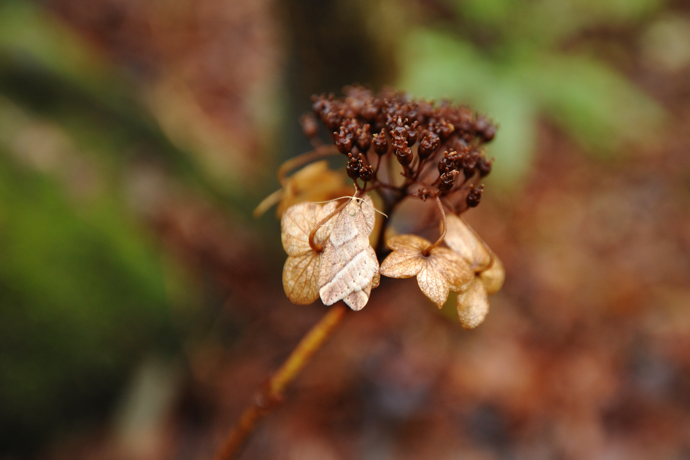 c0138991_2074076.jpg