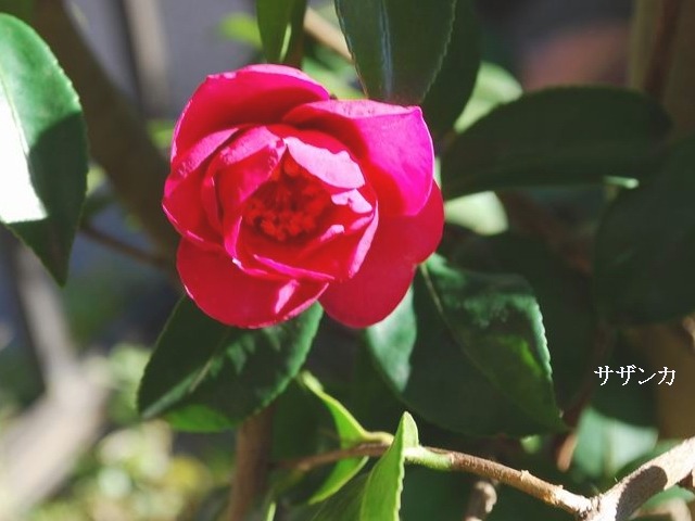 e0025300_16274397.jpg