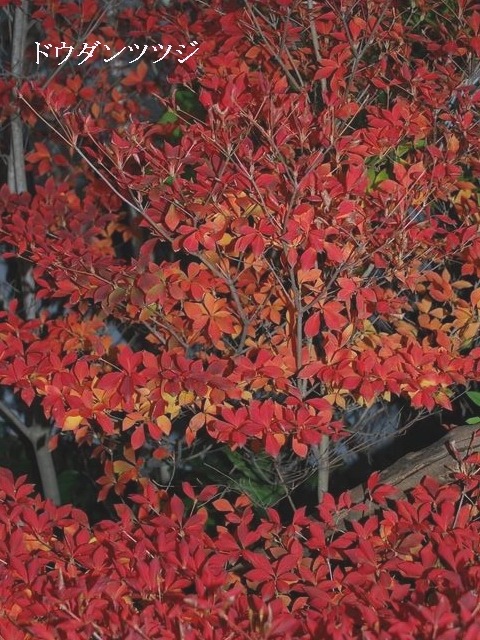 e0025300_16294343.jpg