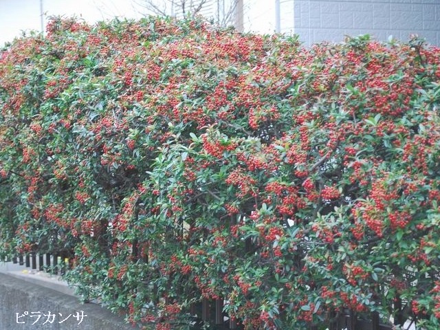 e0025300_16305213.jpg