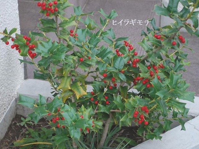 e0025300_16322714.jpg
