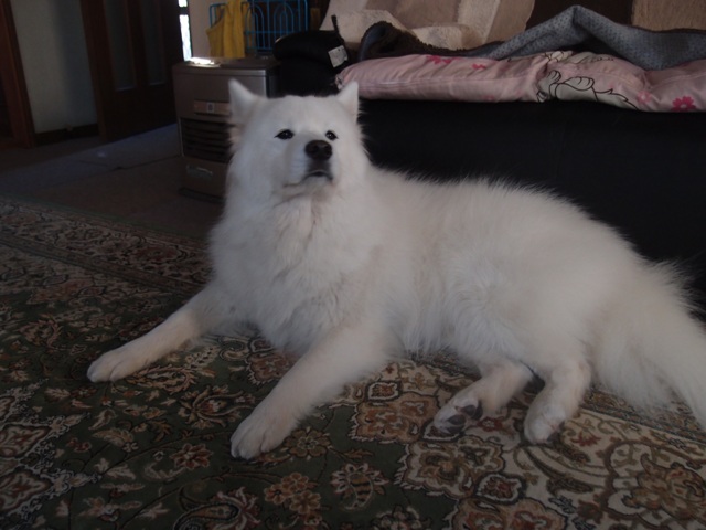 e0018604_1322557.jpg