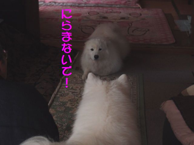 e0018604_13331523.jpg