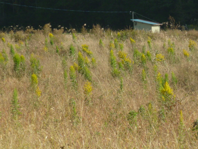 e0131541_921182.jpg
