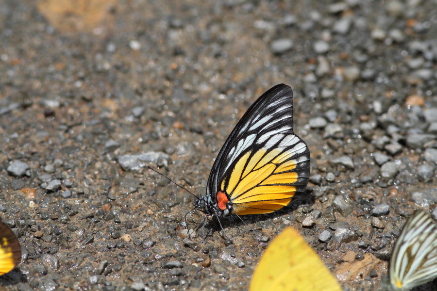 a0094850_22154748.jpg