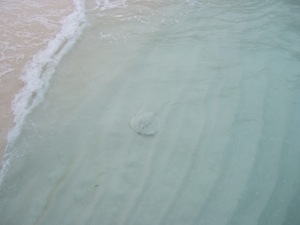 f0190653_20172182.jpg