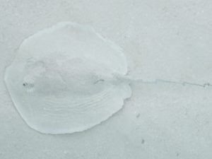 f0190653_20173126.gif