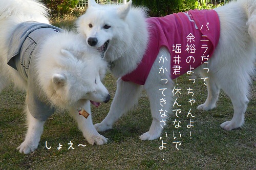 a0166954_23373386.jpg