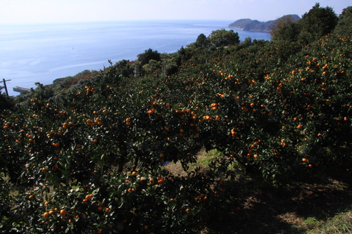 f0207669_1522725.jpg