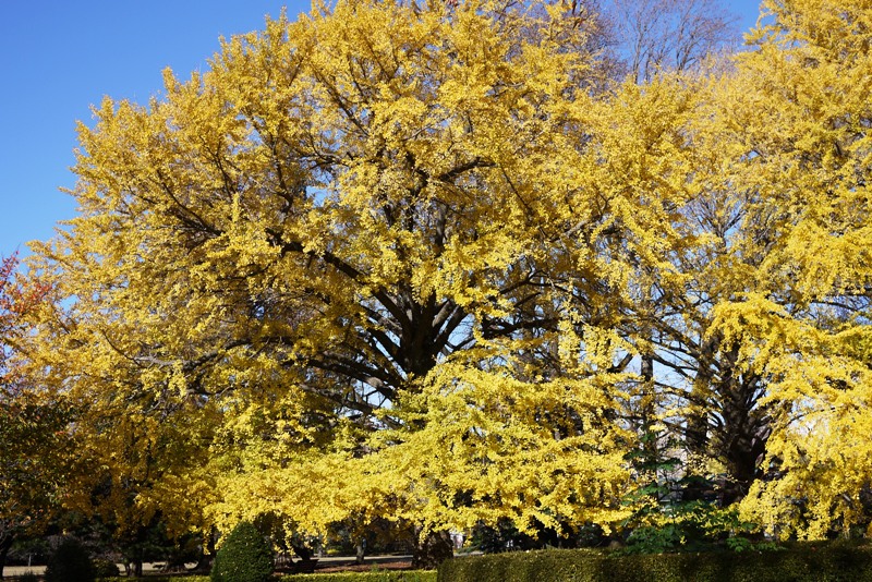 a0127090_20435693.jpg