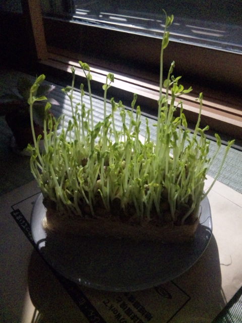 e0131904_13101950.jpg