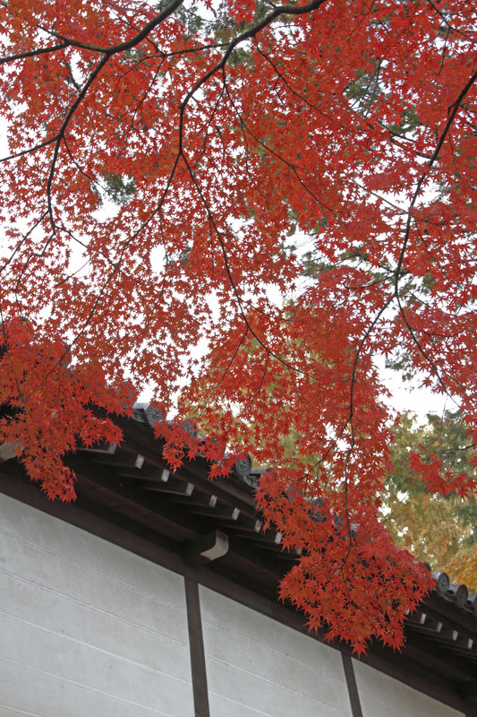 b0042837_21234948.jpg