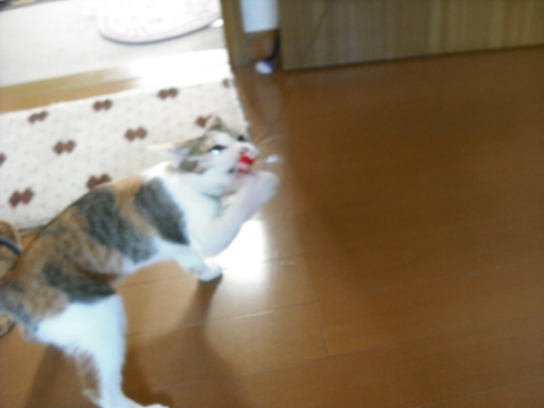 c0194042_20405018.jpg