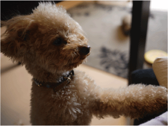 b0182846_13493867.gif