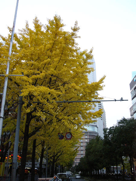 c0225153_21444296.gif