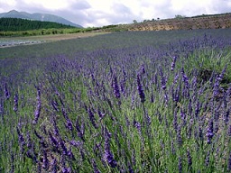 b0165567_2336318.jpg