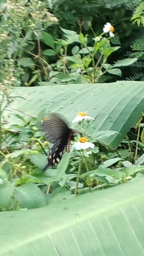 e0180575_1361199.jpg
