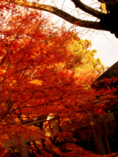 c0207189_1294813.jpg