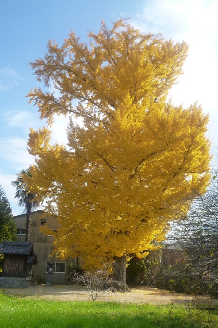 e0146907_17145590.jpg