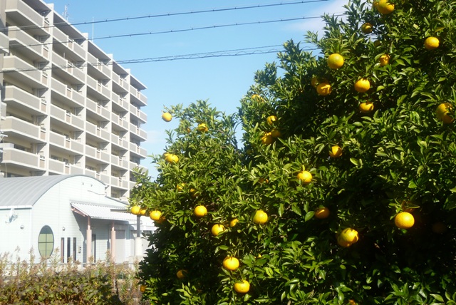 e0146907_1718012.jpg