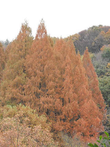 f0094843_19113987.jpg