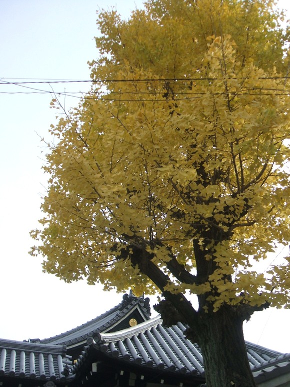 f0047576_1854934.jpg