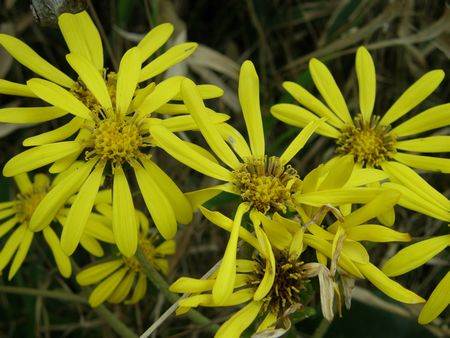 b0061107_1824010.jpg