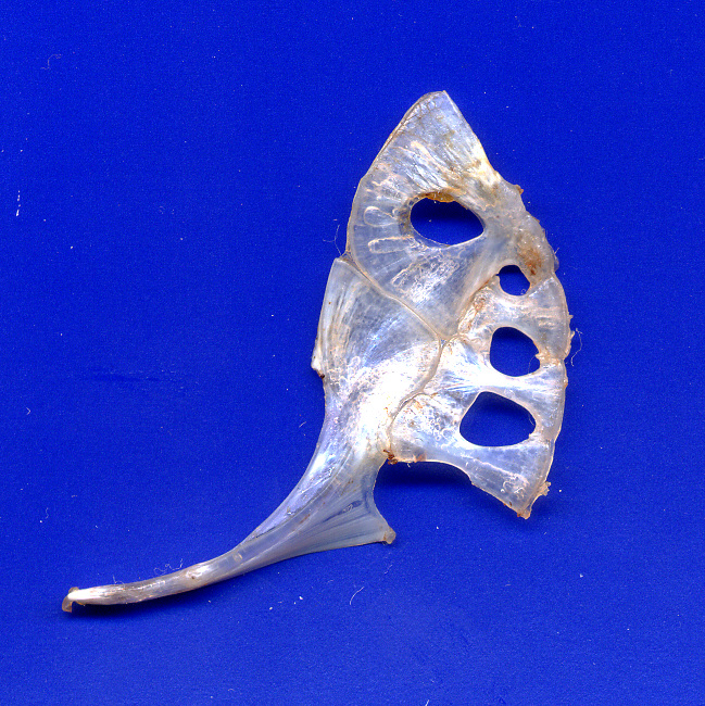 e0142611_2140123.jpg