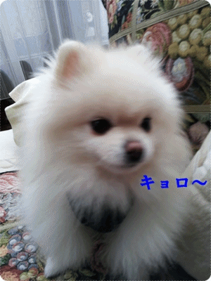 b0167519_21271931.gif