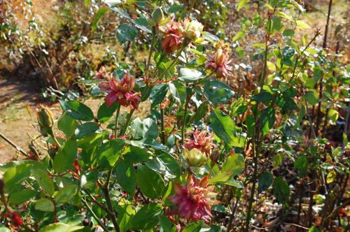 c0107129_20514386.jpg