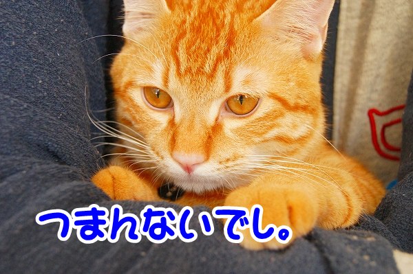 a0201967_23393025.jpg