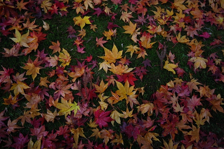 e0051888_0555474.jpg