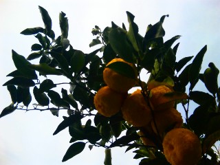 b0080189_0104086.jpg