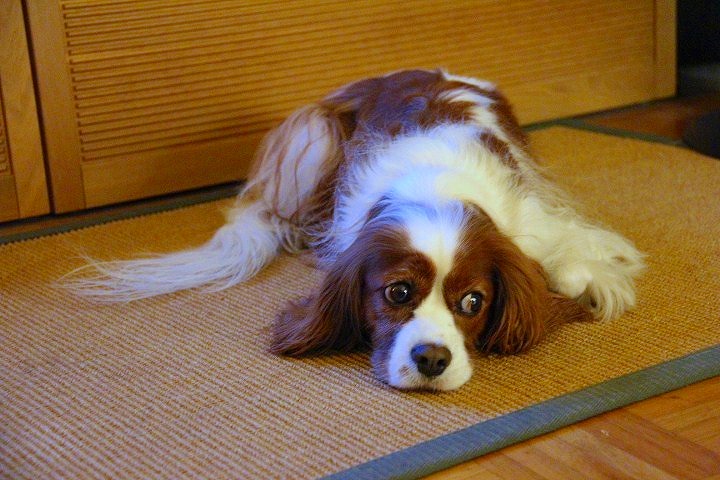 c0153740_1411329.jpg